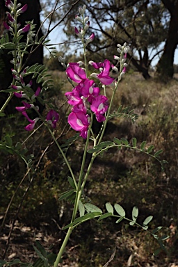 APII jpeg image of Swainsona greyana  © contact APII