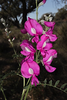 APII jpeg image of Swainsona greyana  © contact APII