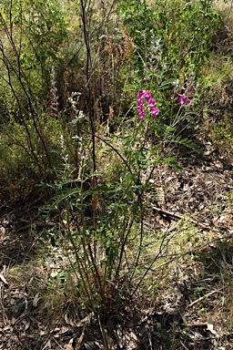 APII jpeg image of Swainsona greyana  © contact APII