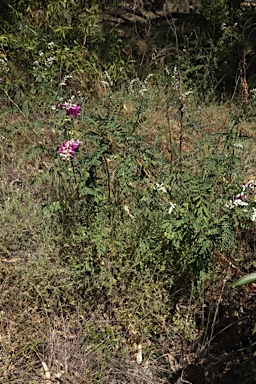 APII jpeg image of Swainsona greyana  © contact APII