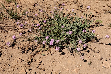 APII jpeg image of Harmsiodoxa puberula  © contact APII