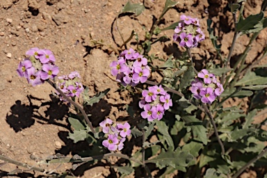 APII jpeg image of Harmsiodoxa puberula  © contact APII