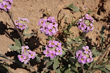 APII jpeg image of Harmsiodoxa puberula  © contact APII