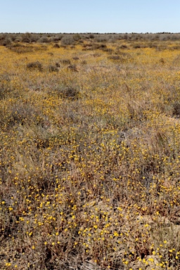 APII jpeg image of Leiocarpa brevicompta  © contact APII