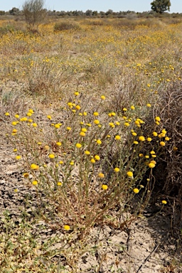 APII jpeg image of Leiocarpa brevicompta  © contact APII