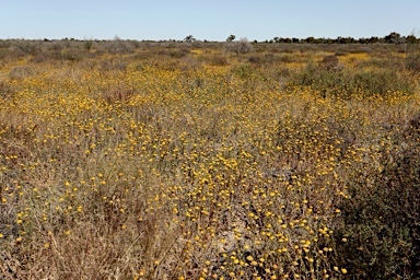 APII jpeg image of Leiocarpa brevicompta  © contact APII
