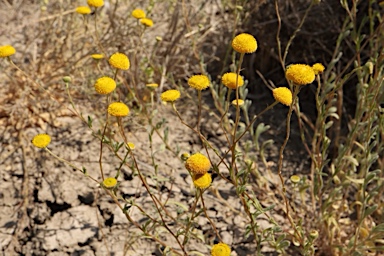 APII jpeg image of Leiocarpa brevicompta  © contact APII