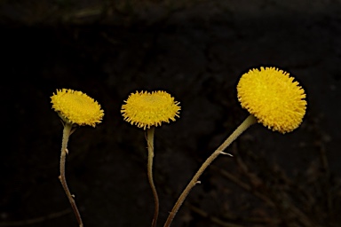 APII jpeg image of Leiocarpa brevicompta  © contact APII