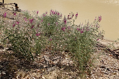 APII jpeg image of Swainsona greyana  © contact APII