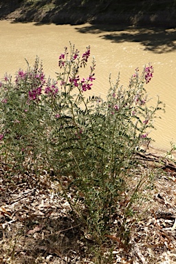 APII jpeg image of Swainsona greyana  © contact APII