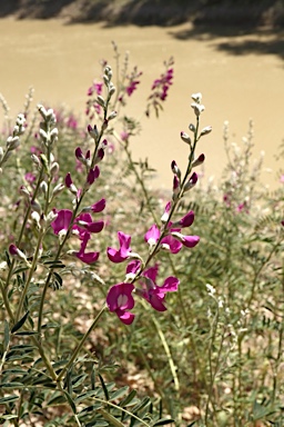 APII jpeg image of Swainsona greyana  © contact APII