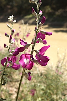 APII jpeg image of Swainsona greyana  © contact APII