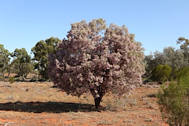 APII jpeg image of Eremophila sturtii  © contact APII