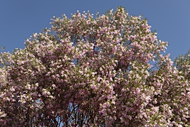 APII jpeg image of Eremophila sturtii  © contact APII