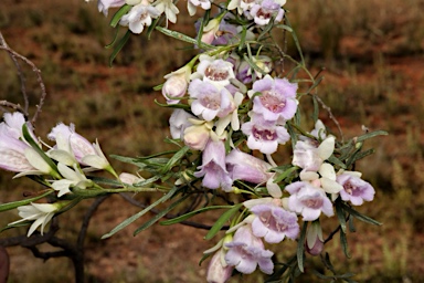 APII jpeg image of Eremophila sturtii  © contact APII