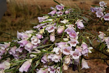 APII jpeg image of Eremophila sturtii  © contact APII