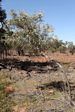 APII jpeg image of Kunzea occidentalis  © contact APII