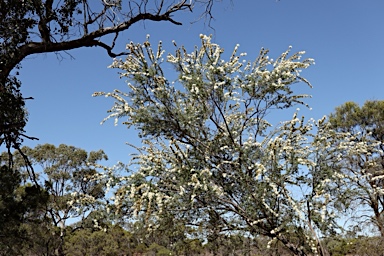 APII jpeg image of Kunzea occidentalis  © contact APII