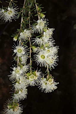 APII jpeg image of Kunzea occidentalis  © contact APII