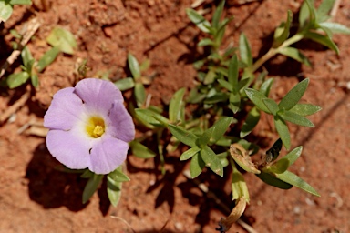 APII jpeg image of Elacholoma prostrata  © contact APII