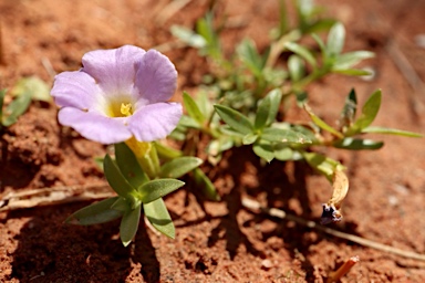 APII jpeg image of Elacholoma prostrata  © contact APII