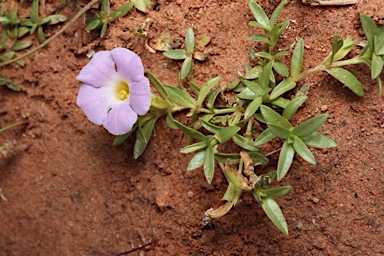 APII jpeg image of Elacholoma prostrata  © contact APII