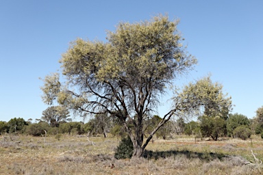 APII jpeg image of Hakea tephrosperma  © contact APII