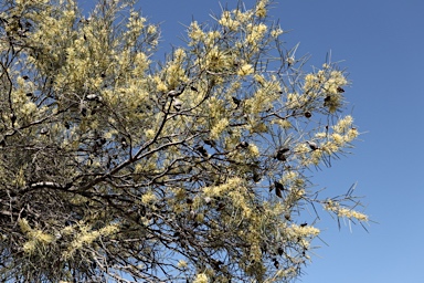 APII jpeg image of Hakea tephrosperma  © contact APII