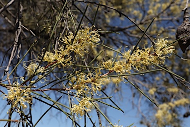 APII jpeg image of Hakea tephrosperma  © contact APII