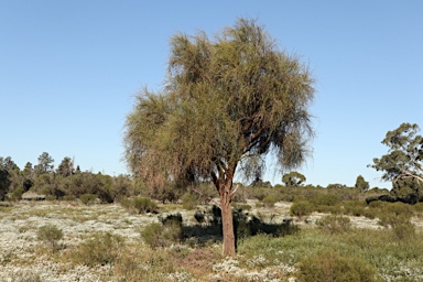 APII jpeg image of Capparis anomala  © contact APII