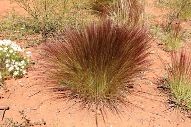 APII jpeg image of Aristida contorta  © contact APII