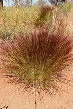 APII jpeg image of Aristida contorta  © contact APII