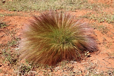 APII jpeg image of Aristida contorta  © contact APII