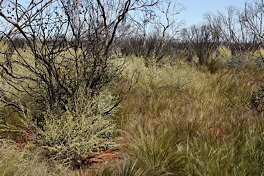 APII jpeg image of Cyphanthera albicans  © contact APII