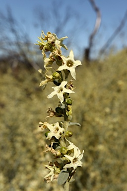 APII jpeg image of Cyphanthera albicans  © contact APII