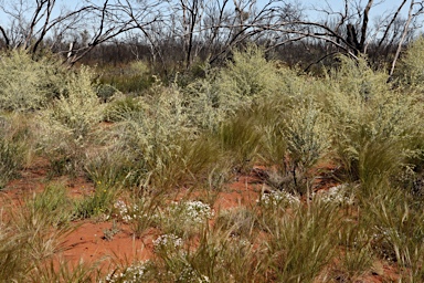 APII jpeg image of Cyphanthera albicans  © contact APII