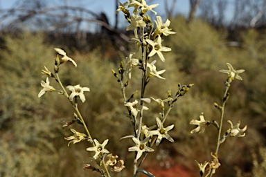 APII jpeg image of Cyphanthera albicans  © contact APII