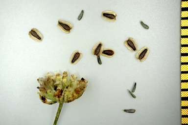 APII jpeg image of Brachyscome ciliaris  © contact APII