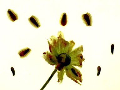 APII jpeg image of Brachyscome ciliaris  © contact APII