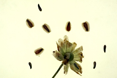 APII jpeg image of Brachyscome ciliaris  © contact APII