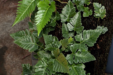 APII jpeg image of Davallia repens  © contact APII