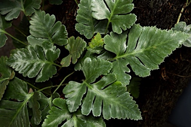 APII jpeg image of Davallia repens  © contact APII