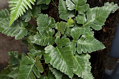 APII jpeg image of Davallia repens  © contact APII