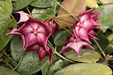 APII jpeg image of Hoya macgillivrayi  © contact APII