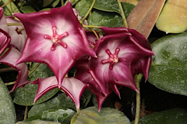 APII jpeg image of Hoya macgillivrayi  © contact APII