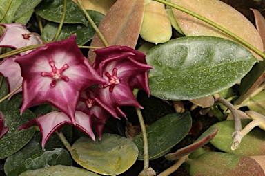 APII jpeg image of Hoya macgillivrayi  © contact APII