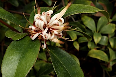 APII jpeg image of Triunia montana  © contact APII