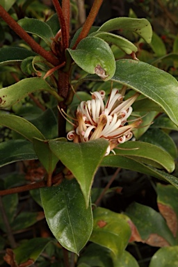 APII jpeg image of Triunia montana  © contact APII