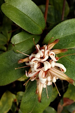 APII jpeg image of Triunia montana  © contact APII