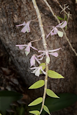 APII jpeg image of Dendrobium aphyllum  © contact APII